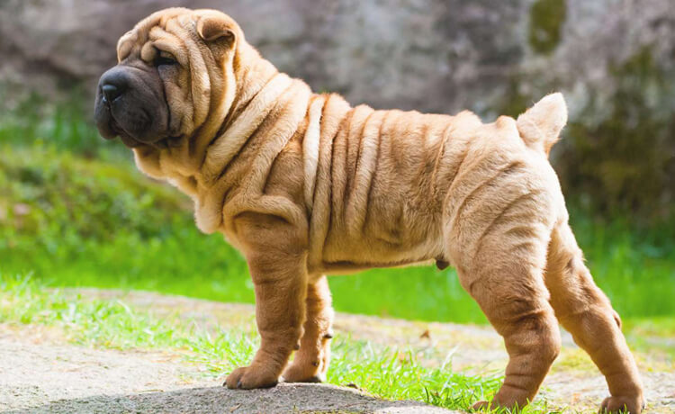 Chinese Shar-Pei